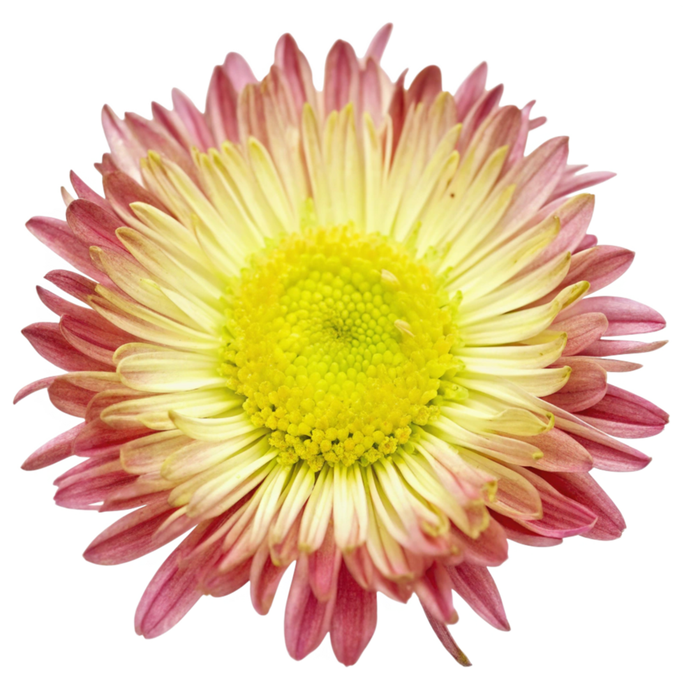 Closeup view of a beautiful pink and yellow flower with delicate petals png