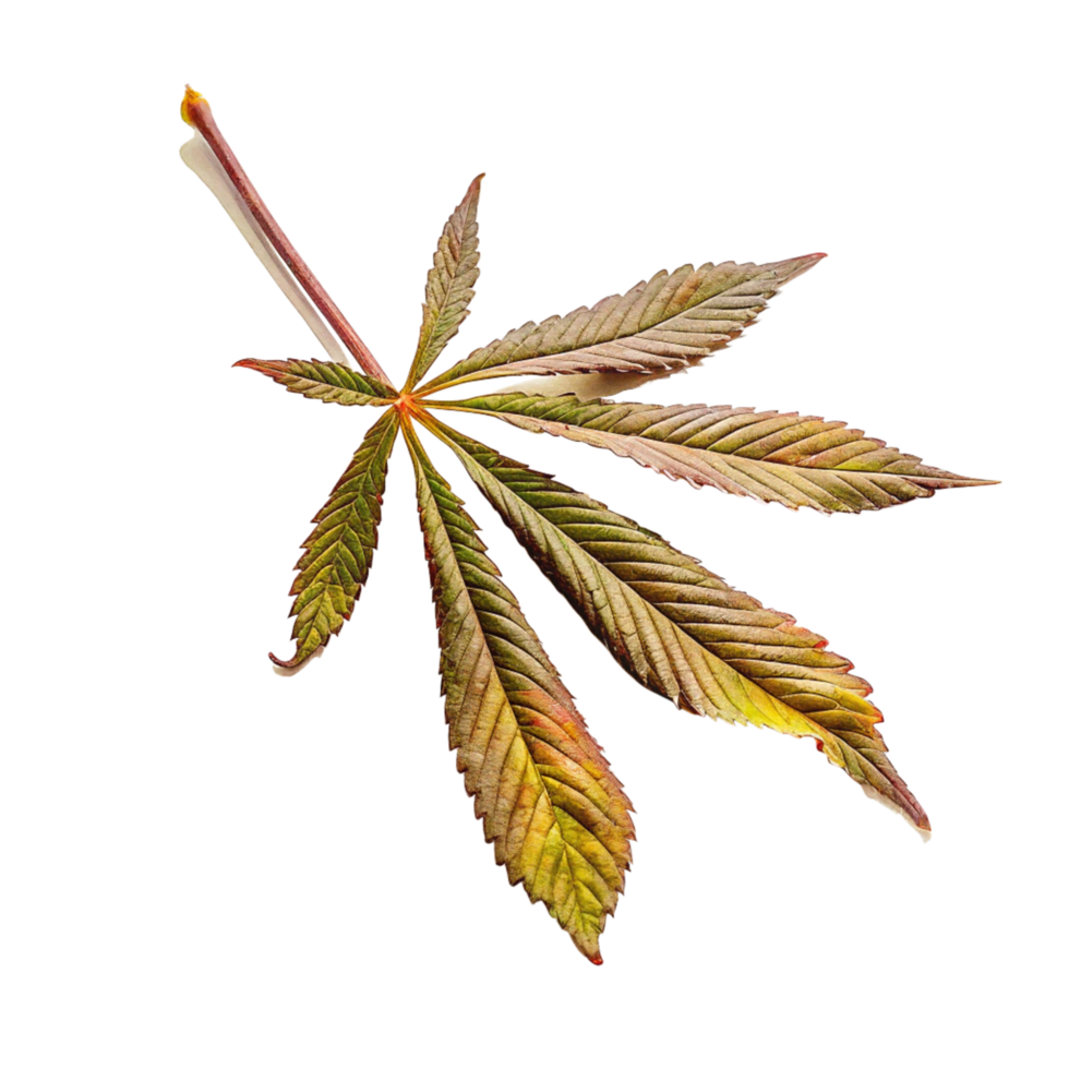 A Stunning Closeup of a Single Autumn Leaf Isolated on Black Background png