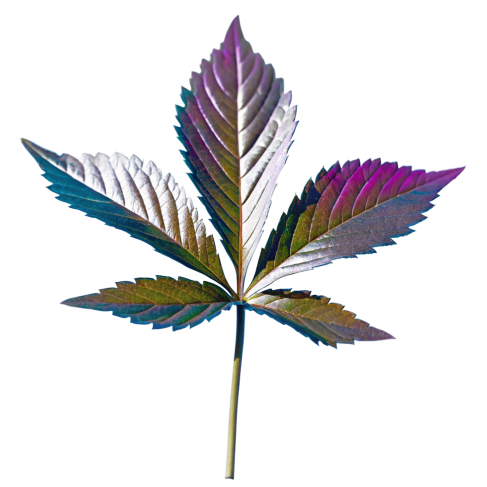 Vibrant iridescent leaf with seven serrated leaflets against a black background png