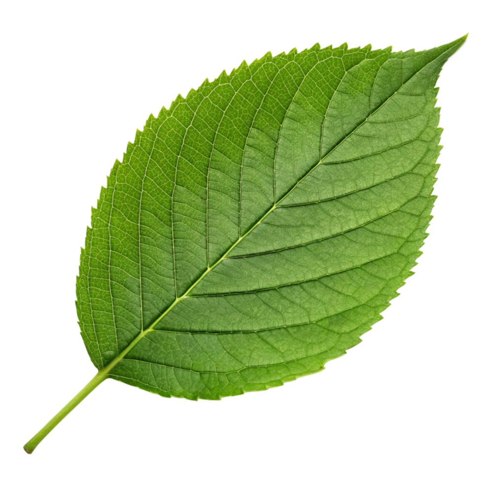 Closeup View of a Single Vibrant Green Leaf Isolated on Black Background png