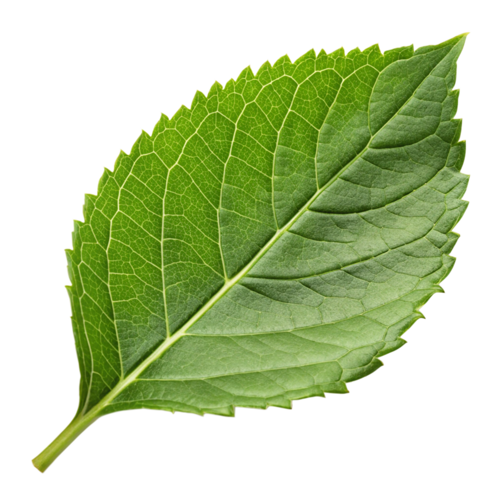 Closeup of a Single Vibrant Green Leaf with Detailed Veins and Serrated Edges Isolated on Black Background png