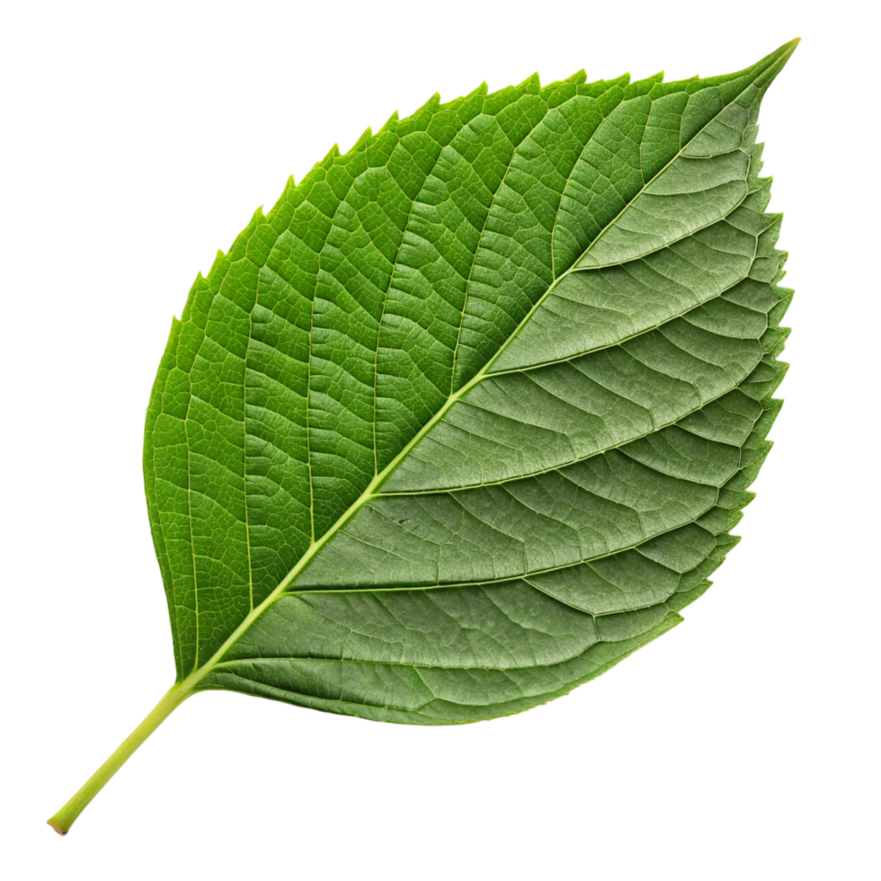 Closeup Detailed View of a Single Green Leaf Isolated on Black Background png