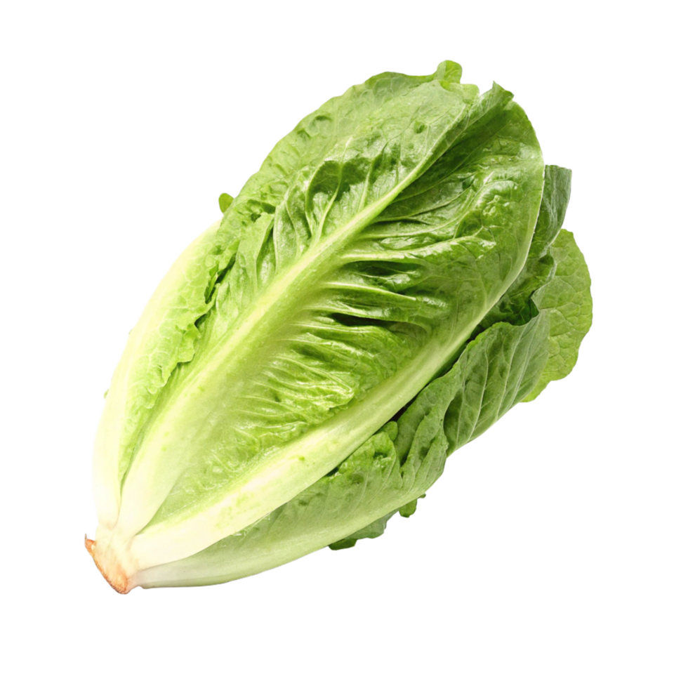 Fresh Green Romaine Lettuce Head Isolated on Black Background png