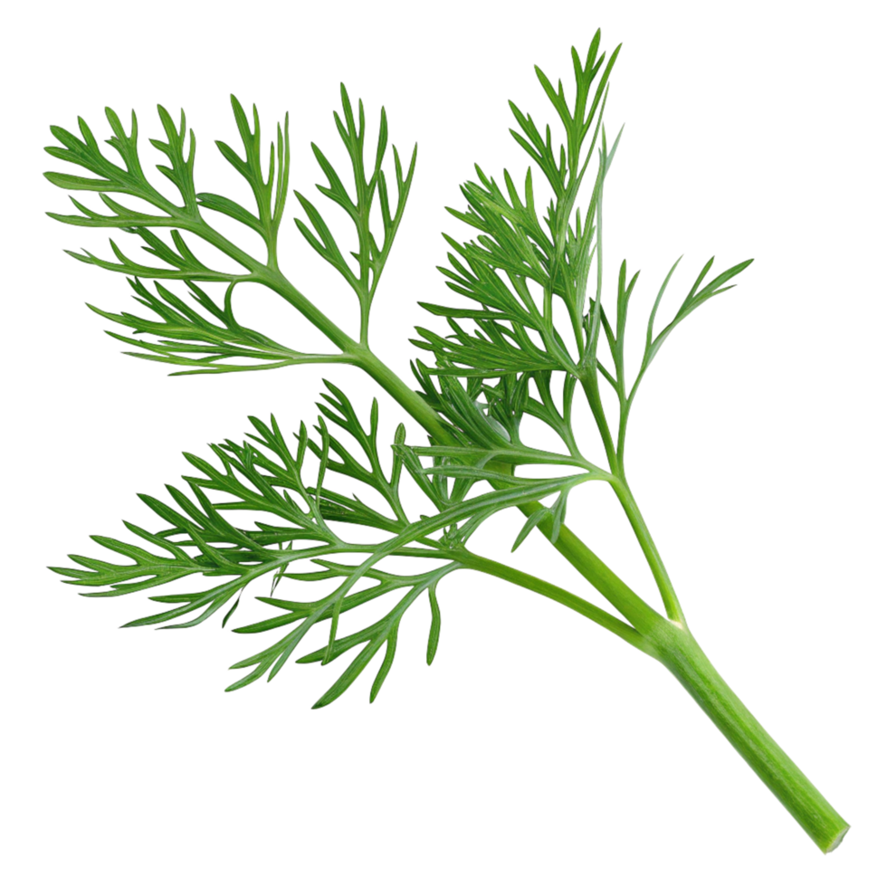A Detailed Closeup of a Fresh Sprig of Green Dill Herb png