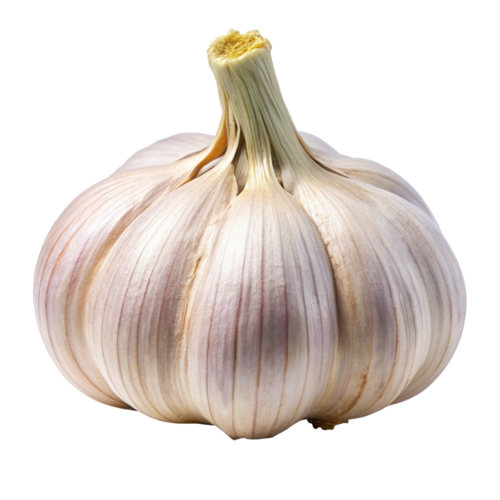 A Single Bulb of Garlic Isolated on Black Background High Resolution Image png
