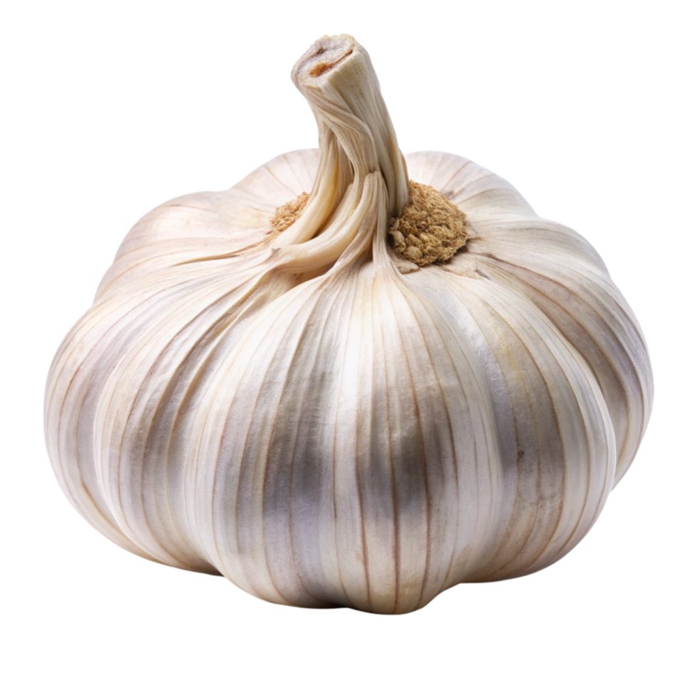 A Single Bulb of Garlic Isolated on Black Background Showing Detailed Texture and Shape png