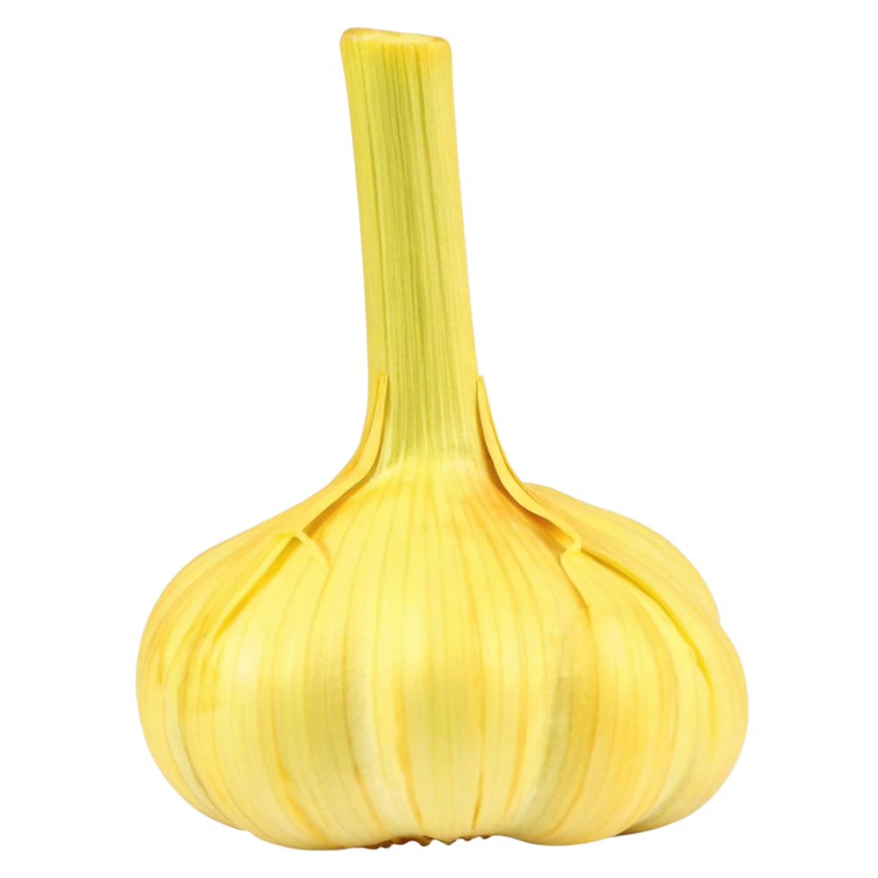 Single bulb of ripe yellow garlic with long stem isolated on black background png
