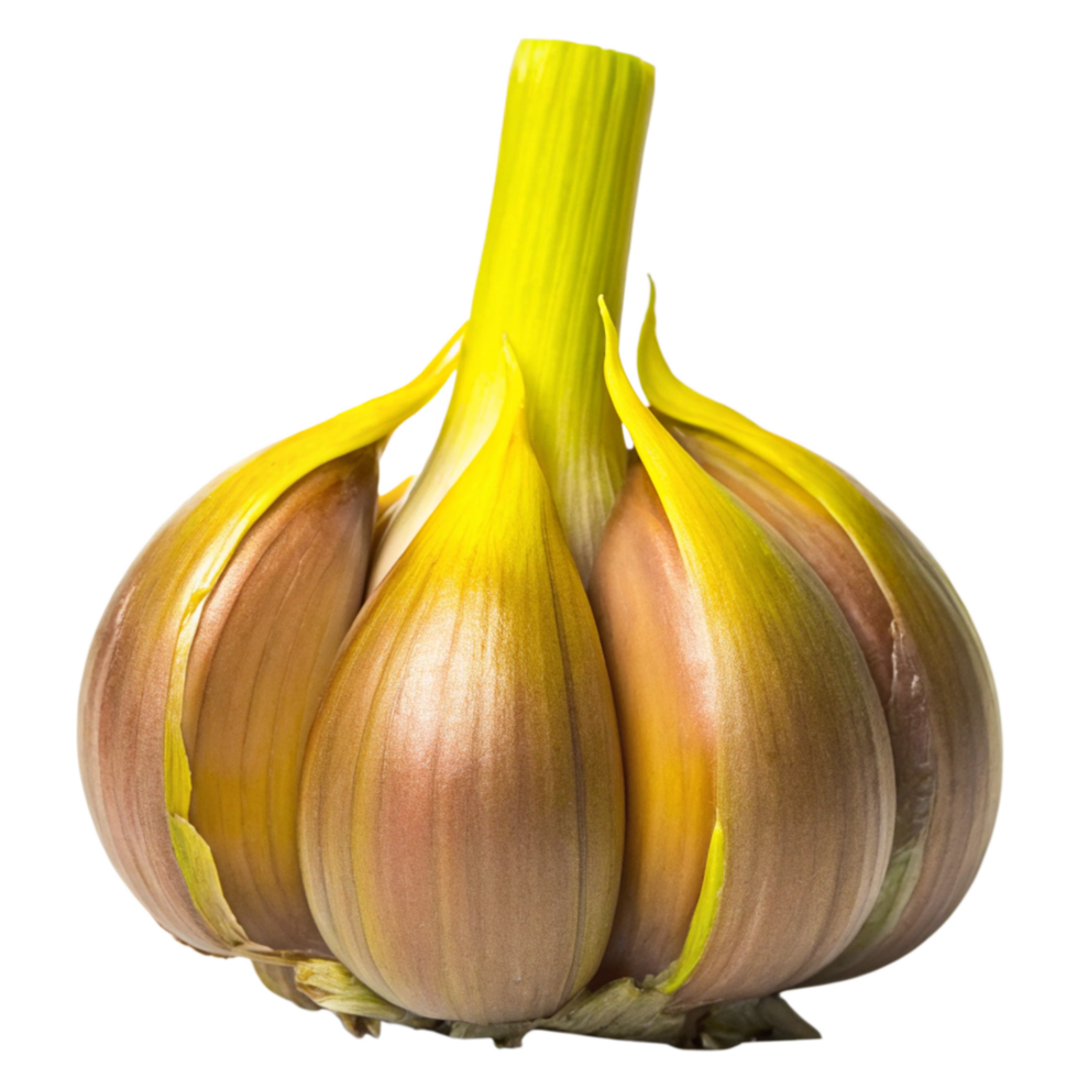 A Single Bulb of Ripe Garlic with Yellow Stem and Brownish Cloves png
