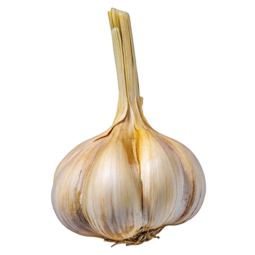 Single bulb of garlic with dry tan skin and visible root system png