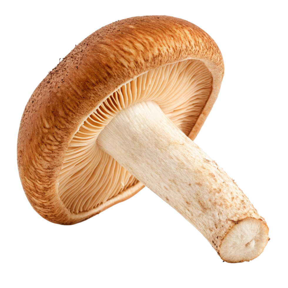 Closeup of a Single Brown and Beige Mushroom Isolated on Black Background png