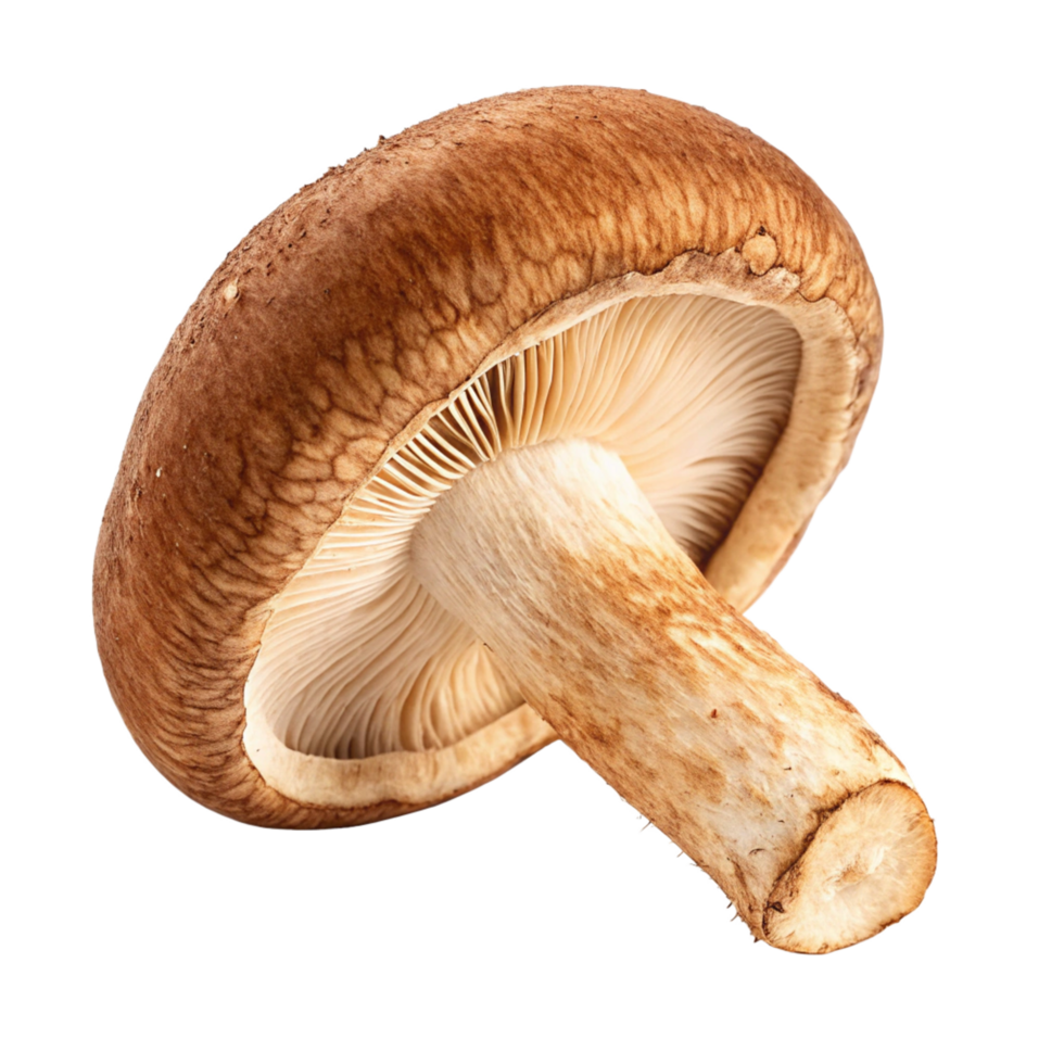 Closeup View of a Single Shiitake Mushroom on Black Background png