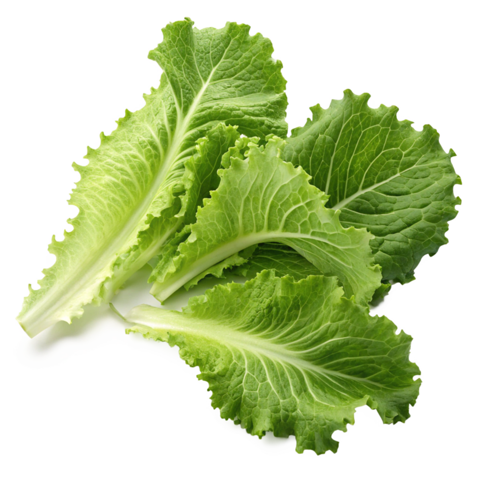 Fresh Green Lettuce Leaves Ready to Eat Delicious and Healthy Vegetable png
