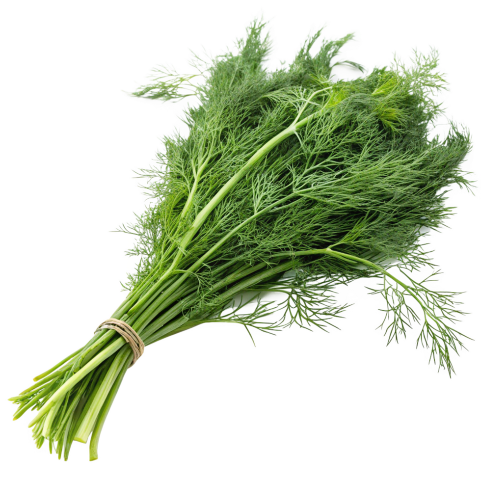A Bunch of Fresh Green Dill Herb Sprigs Ready for Cooking png