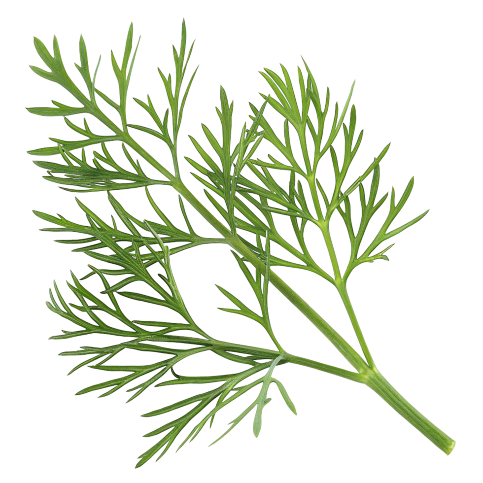 A Detailed Closeup of a Single Sprig of Fresh Dill Herb with Delicate Green Fronds and Stem png
