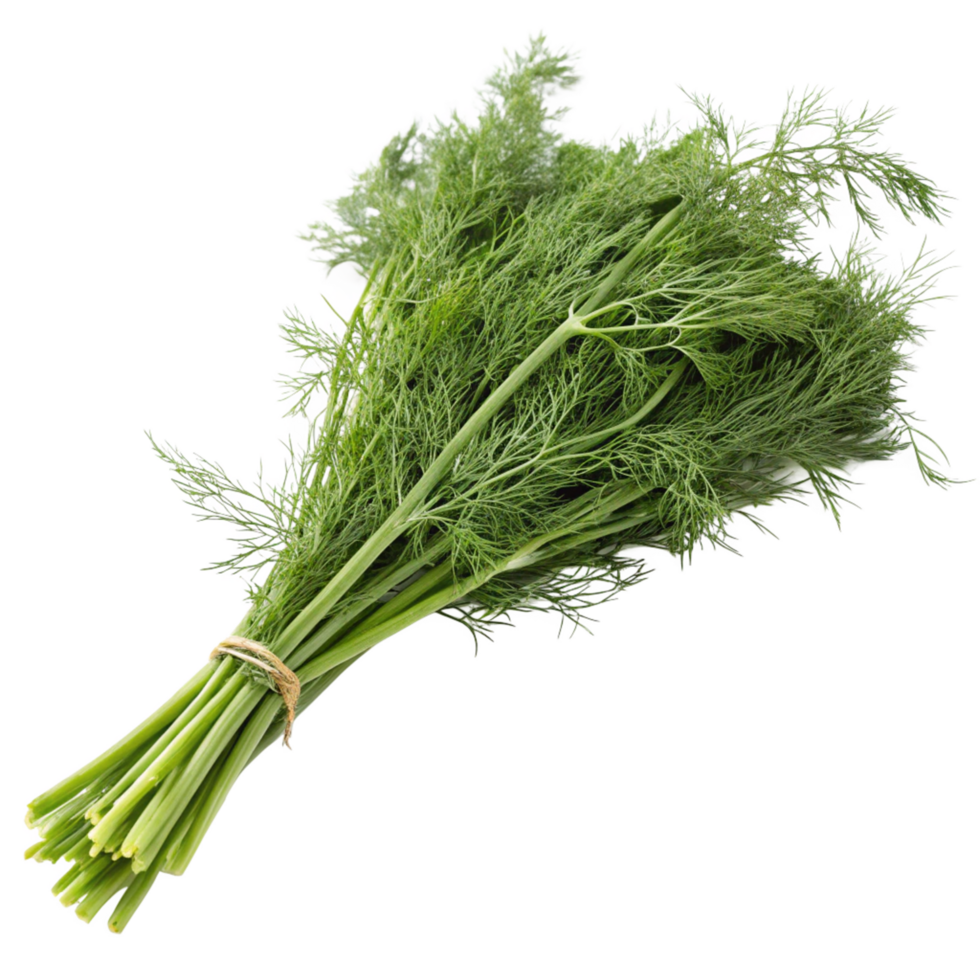 A Fresh Bunch of Dill Herbs Tied Together png