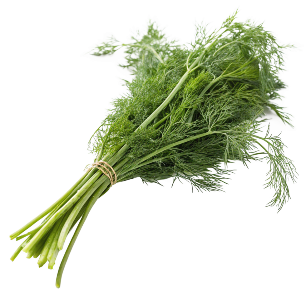 Freshly Harvested Bunch of Dill Herb with Green Stems and Feathery Leaves png