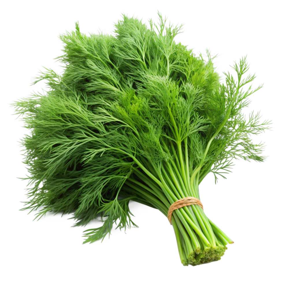 A Fresh Bunch of Dill Herbs Ready for Cooking and Culinary Use png