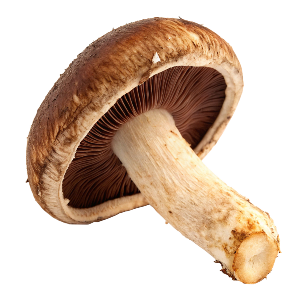 A single brown mushroom with a light brown stem isolated on a black background png