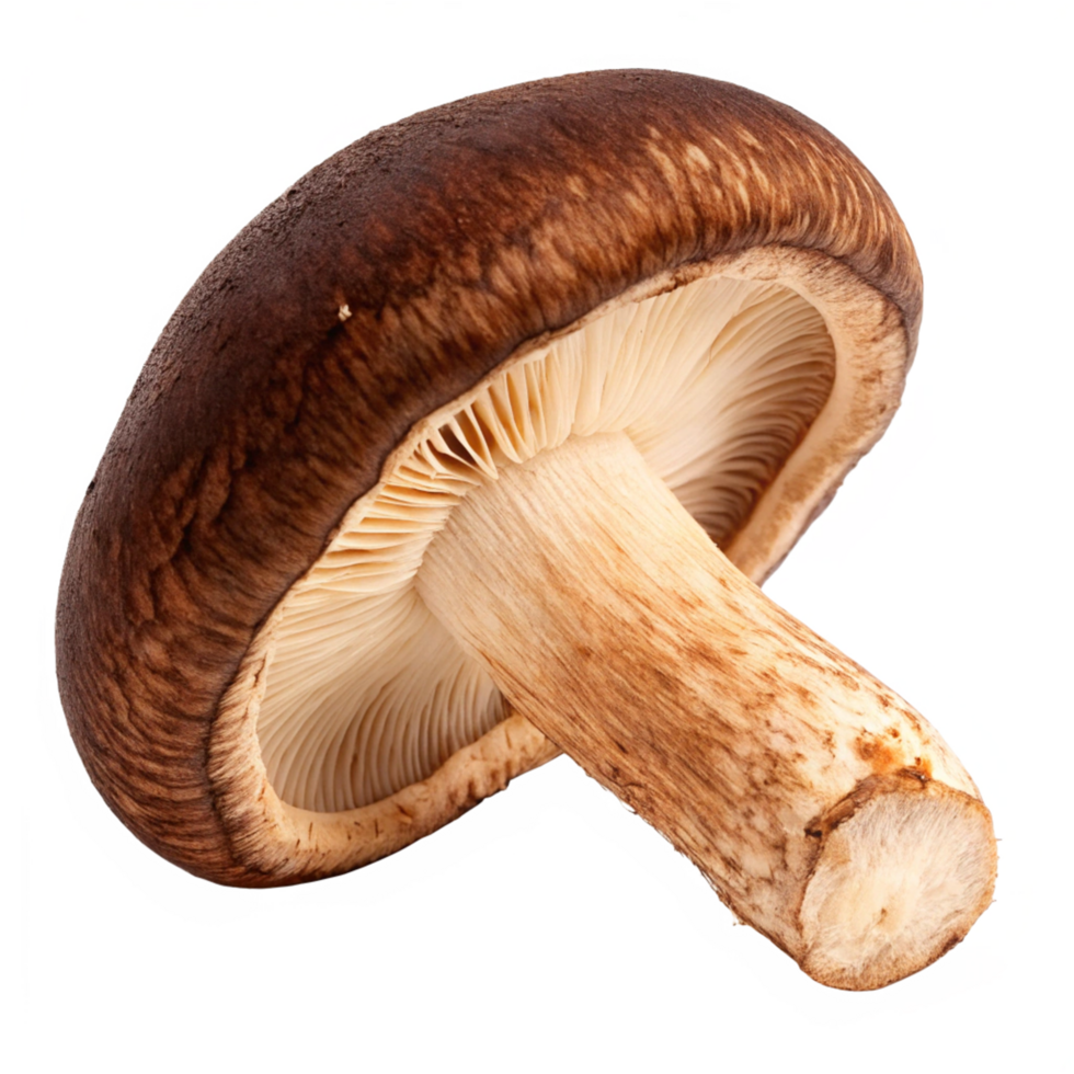 A Single Delicious Shiitake Mushroom Isolated on Black Background png