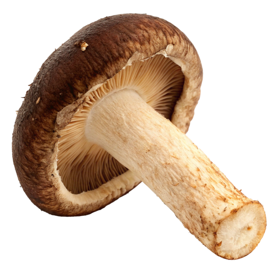 Single Fresh Shiitake Mushroom Isolated on Black Background png