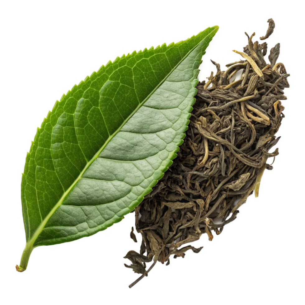 A Fresh Green Tea Leaf and Dried Tea Leaves on Black Background High Resolution Image png