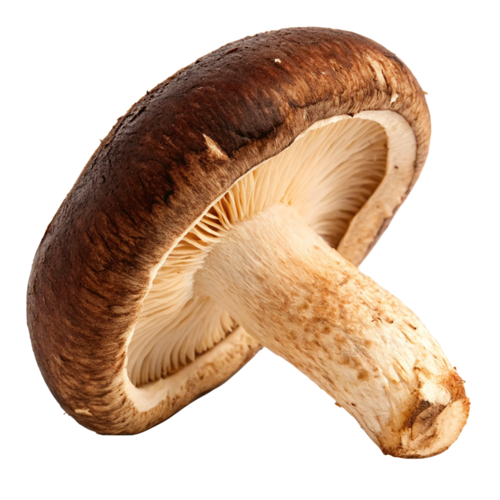 Single Shiitake Mushroom Isolated on Black Background Detailed Macro Photography png