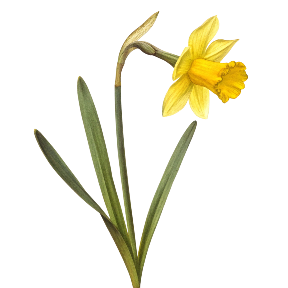A Single Yellow Daffodil Flower with Green Leaves on Black Background Botanical Illustration png