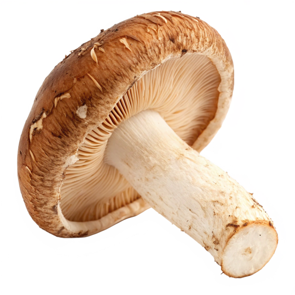 A Detailed Close Up of a Single Shiitake Mushroom on a Black Background png