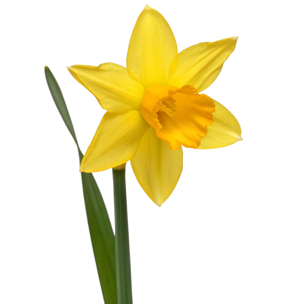 A single yellow daffodil flower with green leaves on a black background a springtime bloom png
