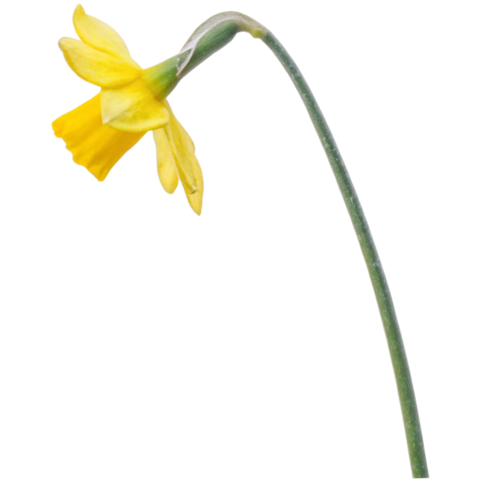 Single Yellow Daffodil Flower with Long Stem on Black Background A Beautiful Spring Bloom png
