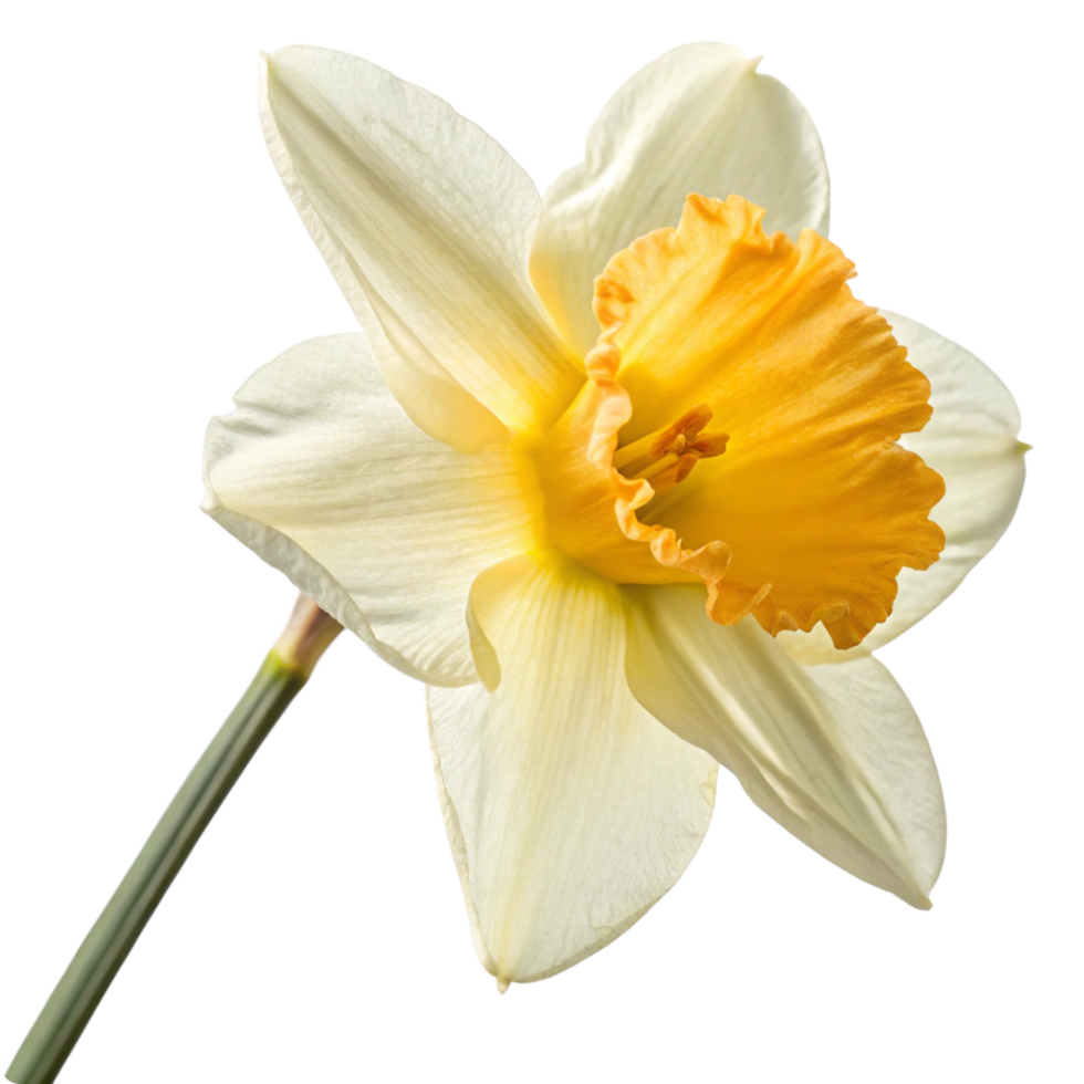 Closeup of a Single Delicate Yellow and White Daffodil Flower on a Black Background png