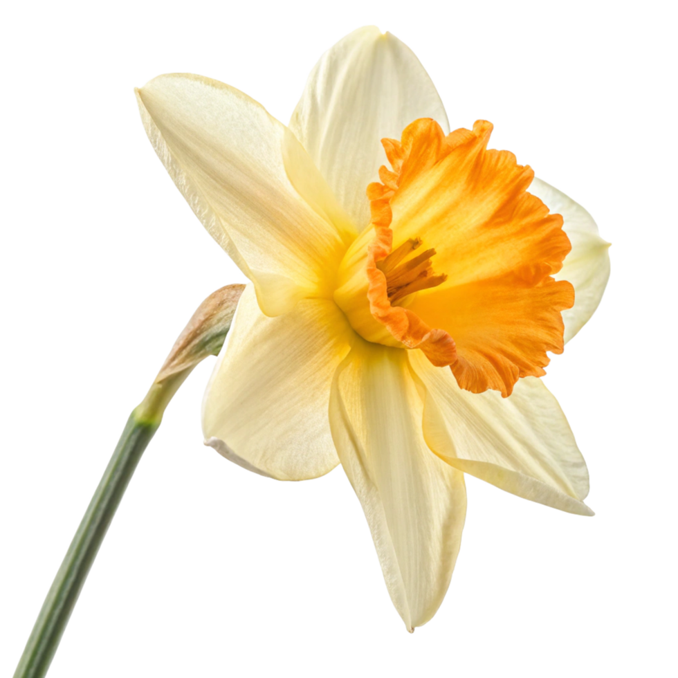 Closeup of a Single Elegant Daffodil Flower with Pale Yellow Petals and a Vibrant Orange Center png