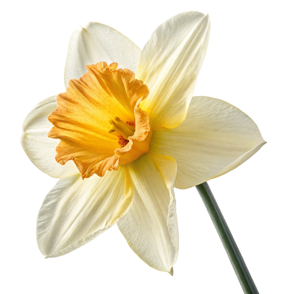 Closeup of a Single Pale Yellow Daffodil Flower with Orange Center on Black Background png