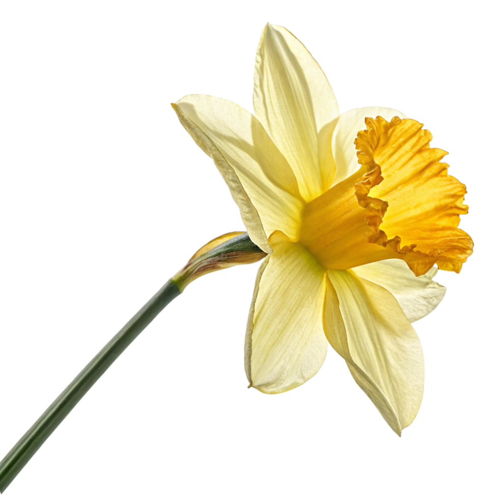 A Single Elegant Yellow Daffodil Flower on Black Background png