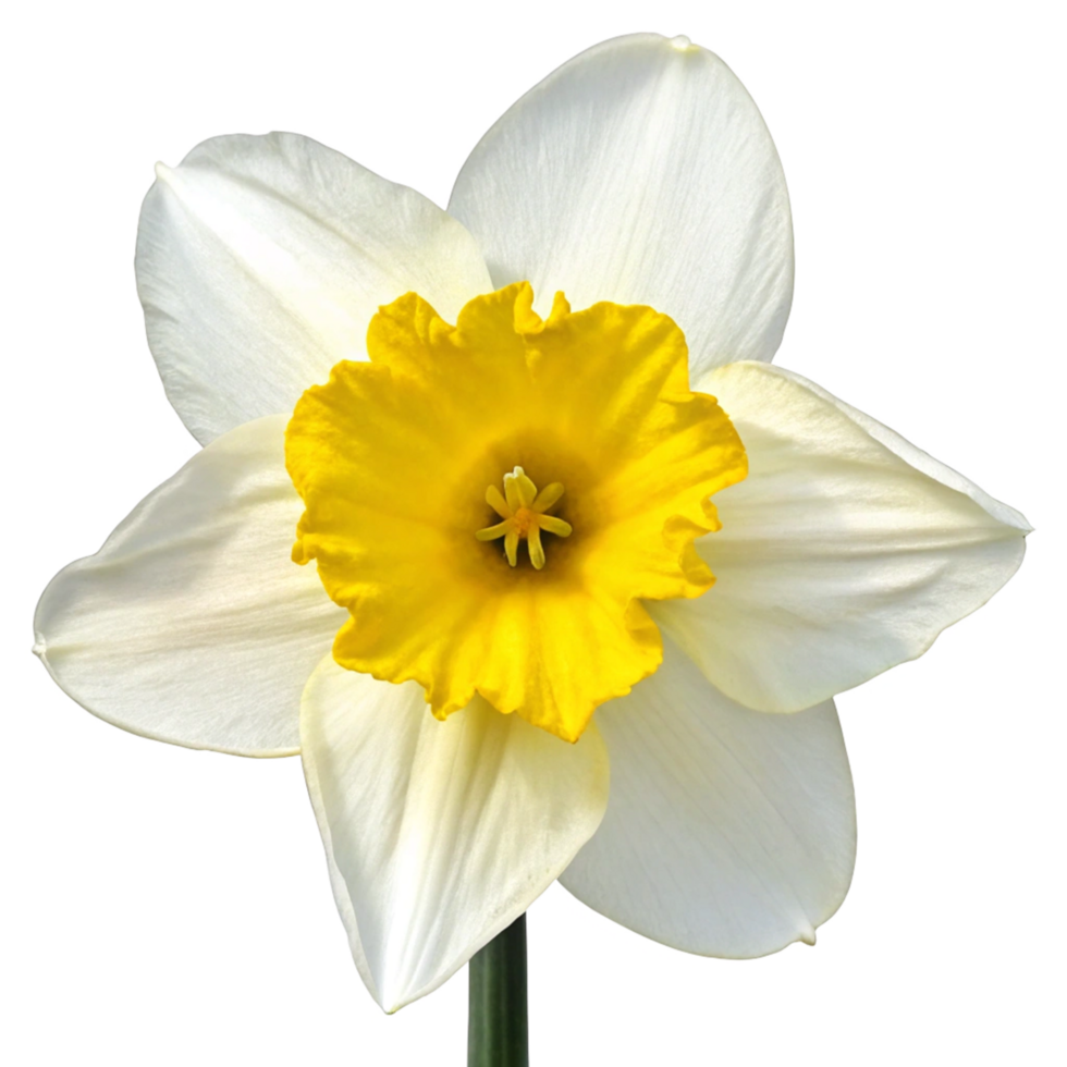 Closeup of a single white and yellow daffodil bloom against a black background png