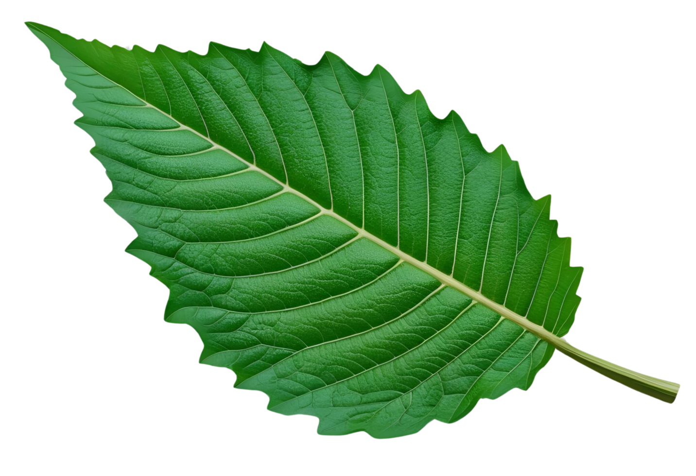 Neem leaf isolated background for health, Ayurveda, skincare, and herbal remedies png