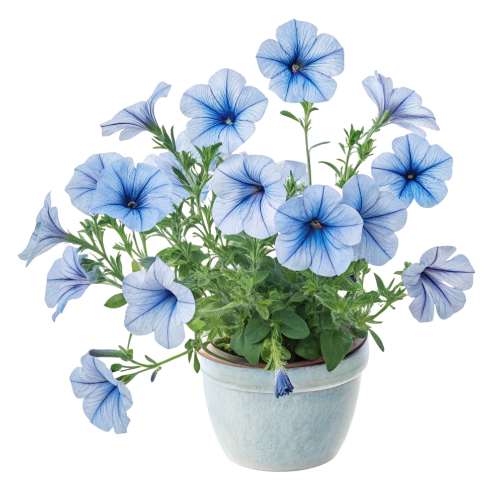 A Lovely Pot of Light Blue Petunias in Full Bloom png