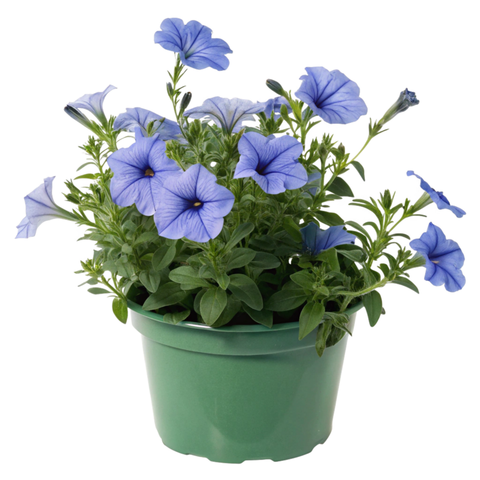 Vibrant Blue Petunias in a Green Pot A Stunning Display of Summer Blooms png