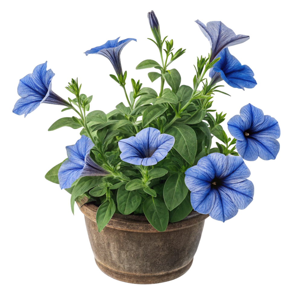 Stunning Potted Blue Petunias in a Rustic Brown Pot A vibrant display of blooming flowers png