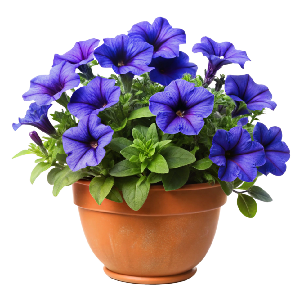 Vibrant Blue Petunias in a Terracotta Pot A Stunning Floral Arrangement png