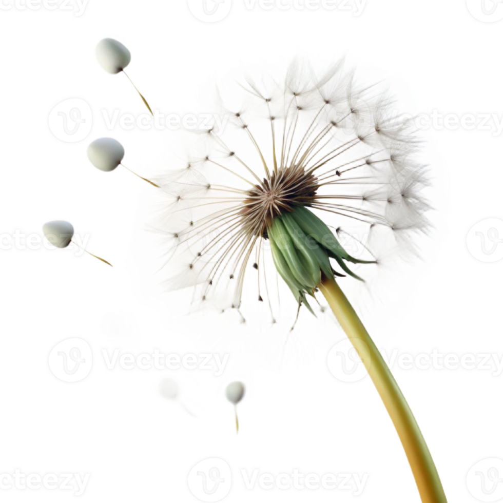 elegant creative A Single Dandelion Seed Head with Seeds detailed png
