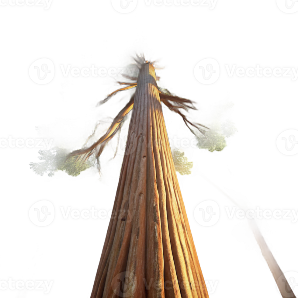 serene artistic A Giant Sequoia Tree Reaching Towards the professional png