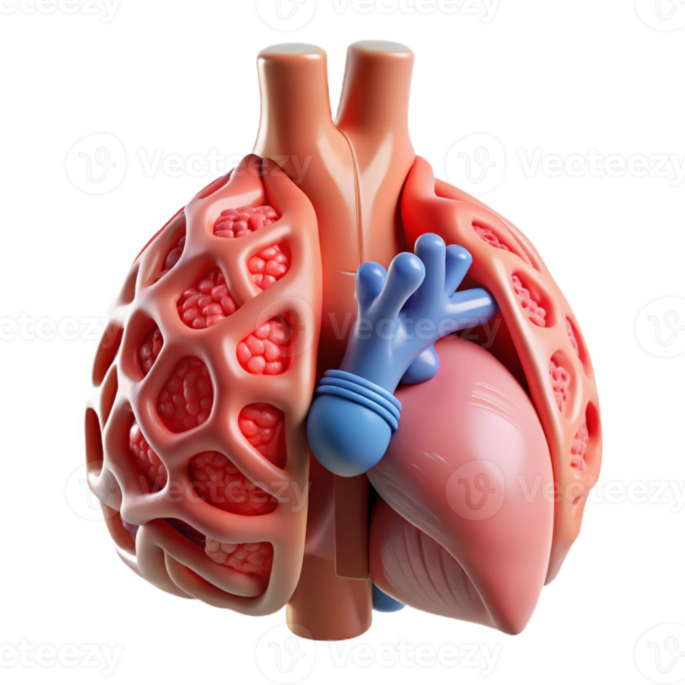 impressive creative A 3D printed human organ with intricate bio-engineered structures, soft diffused lighting, bioprinting style professional png