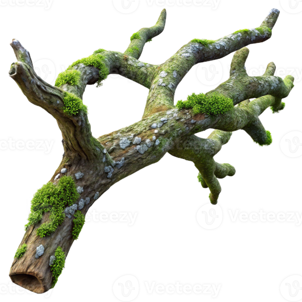 extraordinary traditional A weathered, gnarled oak tree branch, covered in moss and lichen, dramatic chiaroscuro lighting, photorealistic style professional png