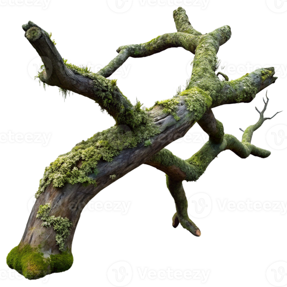 vibrant minimalist A weathered, gnarled oak tree branch, covered in moss and lichen, dramatic chiaroscuro lighting, photorealistic style genuine png