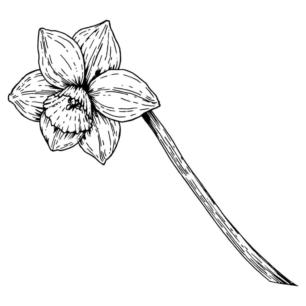 Hand-drawn ink illustration of a daffodil flower on a long, curved stem. Ideal for floral compositions, botanical art, spring themes, and Easter decorations. Great for creative projects and branding vector