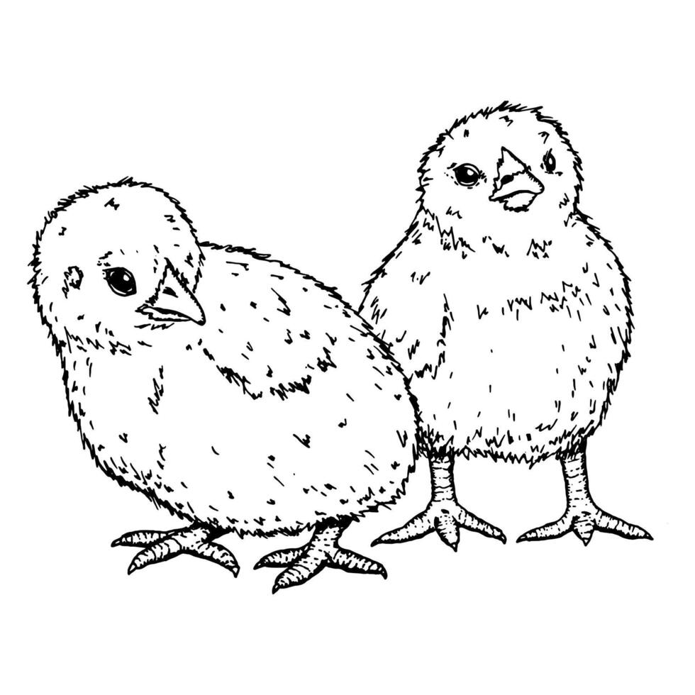 Two little chickens drawn with black lines stand next to each other. The illustration symbolizes spring, Easter and rural life. The black and white drawing is suitable for postcards, packaging design vector