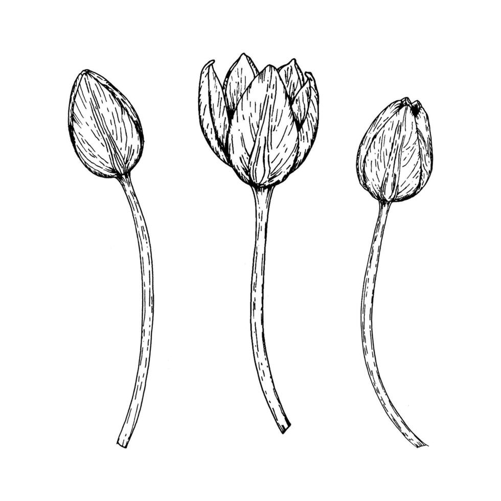 Hand drawn tulip buds in ink style, isolated on white. Floral sketch suitable for spring festival promotions, gardening materials, flower market branding, educational projects and botanical themes. vector