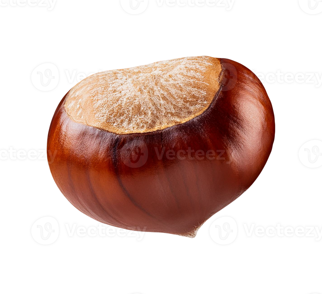 A single chestnut isolated object png