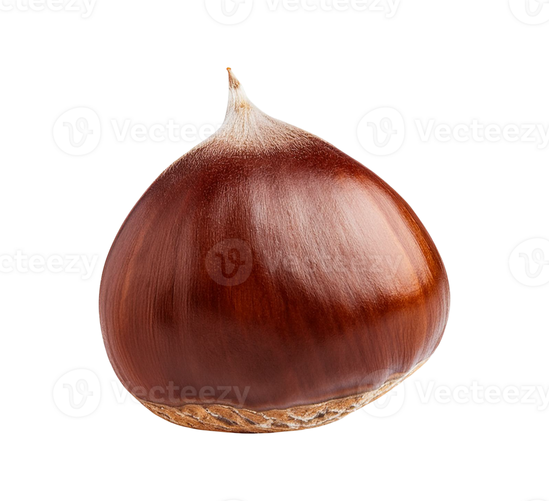 chestnut isolated on a transparent background png